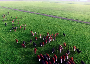 Agro y país: Medio siglo después