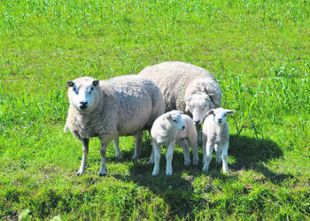 Tras los pasos de Don Reginaldo:  una empresa familiar con 150 años de historia