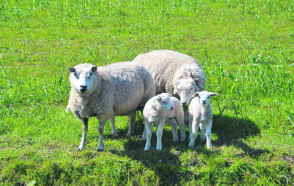 Tras los pasos de Don Reginaldo:  una empresa familiar con 150 años de historia
