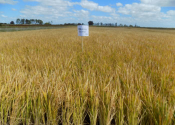 El arroz y el acuerdo Union Europea- Mercosur