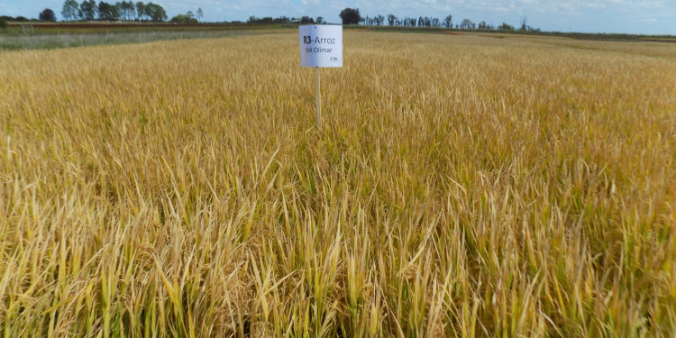 El arroz y el acuerdo Union Europea- Mercosur