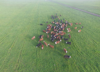 Pastoreo Racional: en grupo es mejor