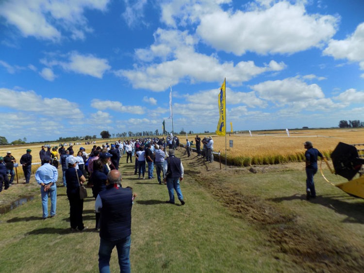 El arroz y el acuerdo Union Europea- Mercosur