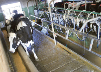 Lechería: un sector en agonía que pierde un productor cada 4 días