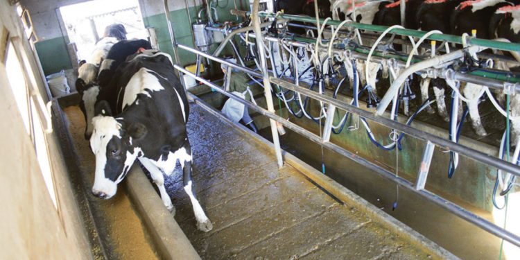 Lechería: un sector en agonía que pierde un productor cada 4 días
