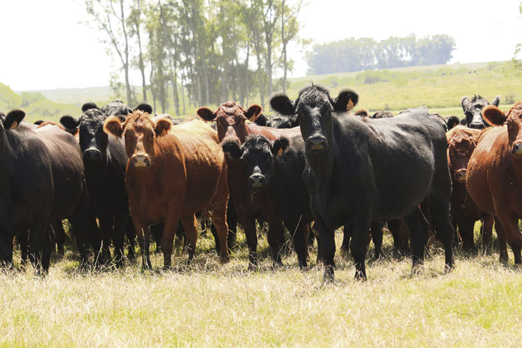 El precio actual de la carne es el mayor de la década para el mes de julio