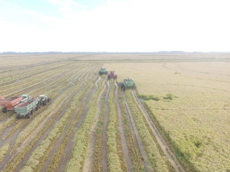 Potenciar alternativas en tierras bajas del Este