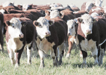 El precio actual de la carne es el mayor de la década para el mes de julio