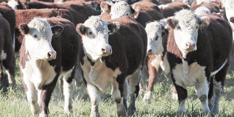 El precio actual de la carne es el mayor de la década para el mes de julio