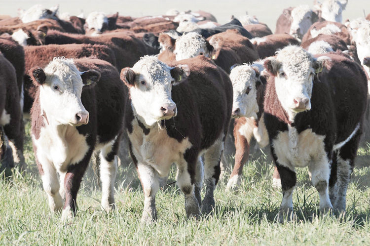 El precio actual de la carne es el mayor de la década para el mes de julio