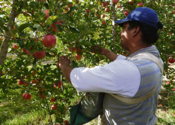Granja: en 10 años se perdieron 3 productores por día y la producción se concentra en grandes superficies