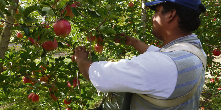 Granja: en 10 años se perdieron 3 productores por día y la producción se concentra en grandes superficies