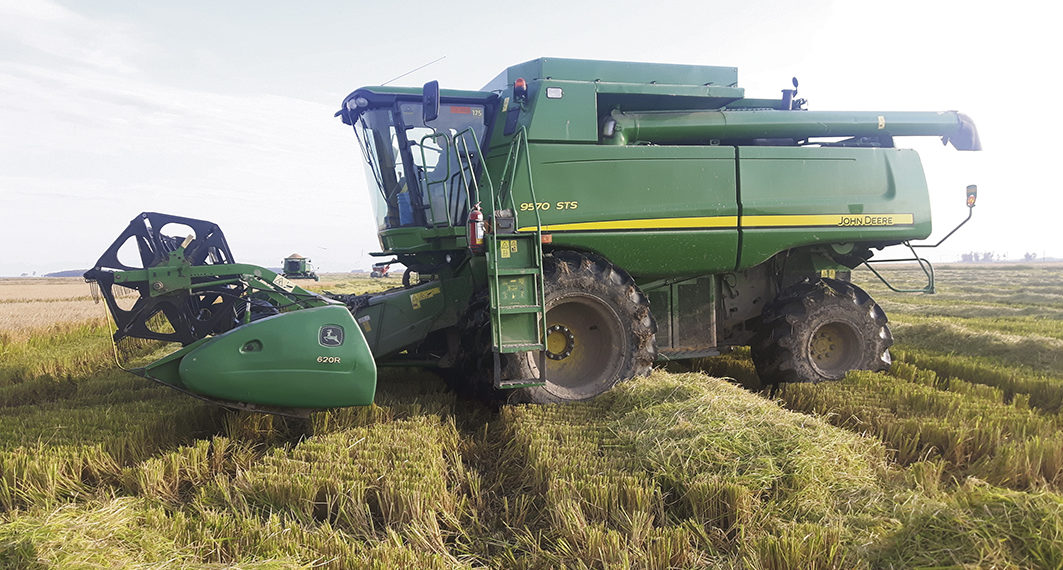 El drama del arroz comenzó a ser asumido
