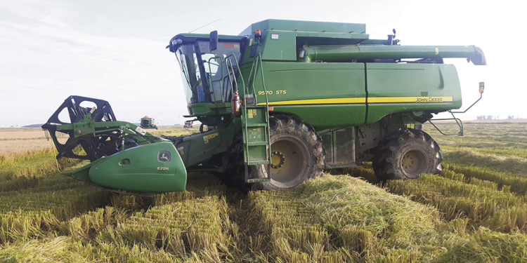 El drama del arroz comenzó a ser asumido