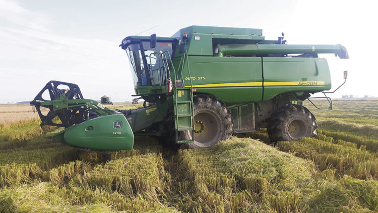 El drama del arroz comenzó a ser asumido