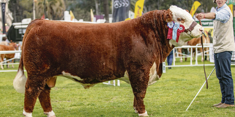 Se preinscribieron 1.364 animales para la próxima Expo Prado