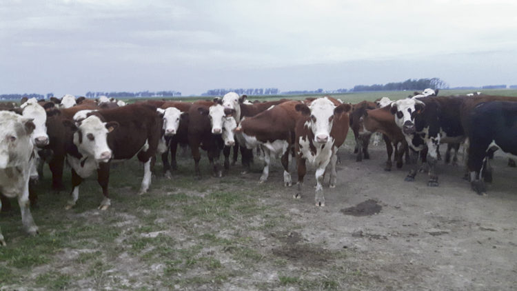 Mercado valorizado, optimismo recobrado
