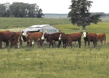 UPIC: la importancia de castrar temprano a los terneros y la eficacia de una buena alimentación