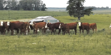 La carne uruguaya y la guerra comercial EEUU vs China