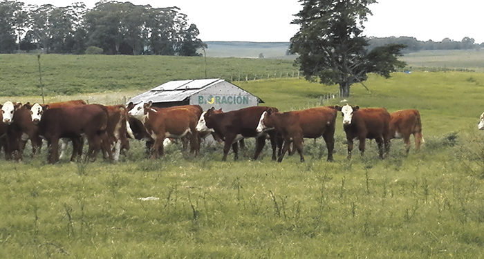 La carne uruguaya y la guerra comercial EEUU vs China