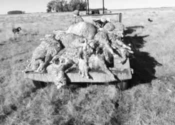 El perro que ladra, muerde y mata