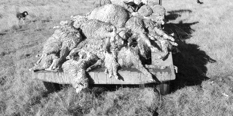 El perro que ladra, muerde y mata