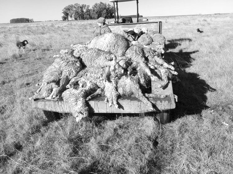 El perro que ladra, muerde y mata