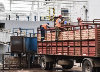 Pese a medidas sindicales en el puerto, viajarían 6.500 vaquillonas rumbo a China