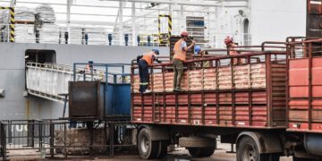 Pese a medidas sindicales en el puerto, viajarían 6.500 vaquillonas rumbo a China