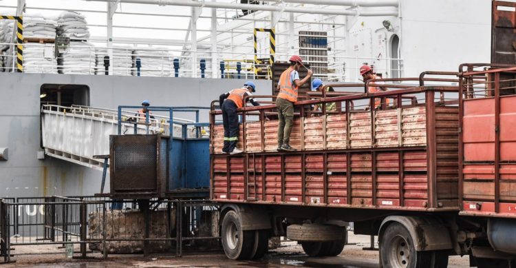 Pese a medidas sindicales en el puerto, viajarían 6.500 vaquillonas rumbo a China