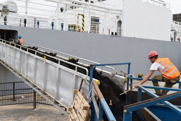 Pese a medidas sindicales en el puerto, viajarían 6.500 vaquillonas rumbo a China