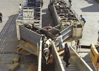 Costo de la industria frigorífica aumentó considerablemente en los últimos 5 años