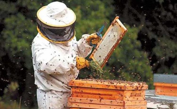La abeja y los apicultores estamos en grave peligro