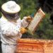 La abeja y los apicultores estamos en grave peligro