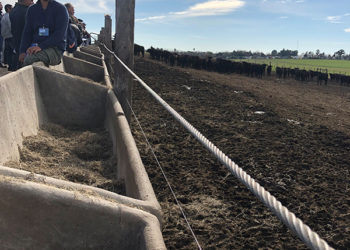 La ganadería intensiva cobra lugar en predios de menor escala