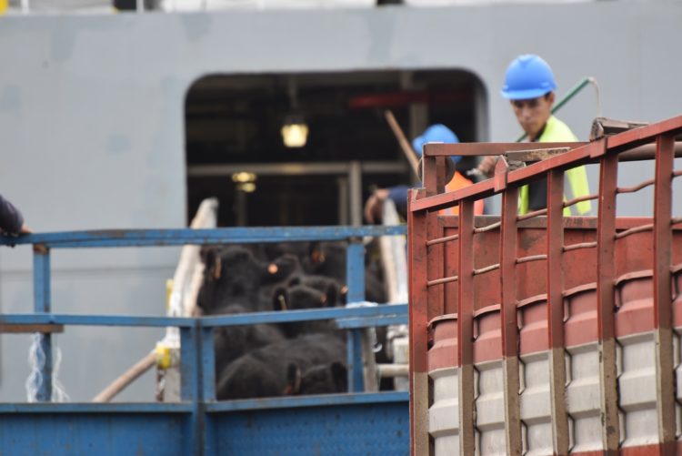 Pese a medidas sindicales en el puerto, viajarían 6.500 vaquillonas rumbo a China