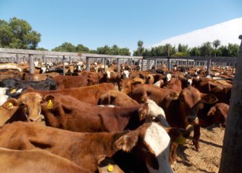 Precios: la reposición y la cría no aflojan