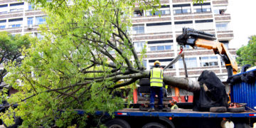 El grito silencioso de los árboles montevideanos