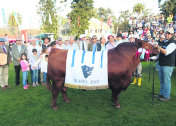 Angus es la raza mayoritaria por séptimo año consecutivo