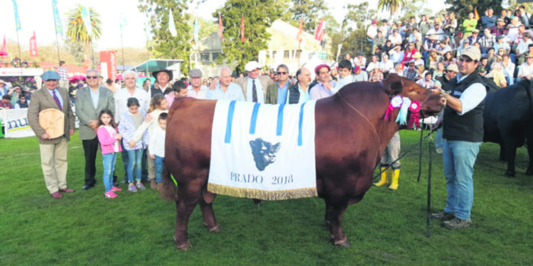 Angus es la raza mayoritaria por séptimo año consecutivo