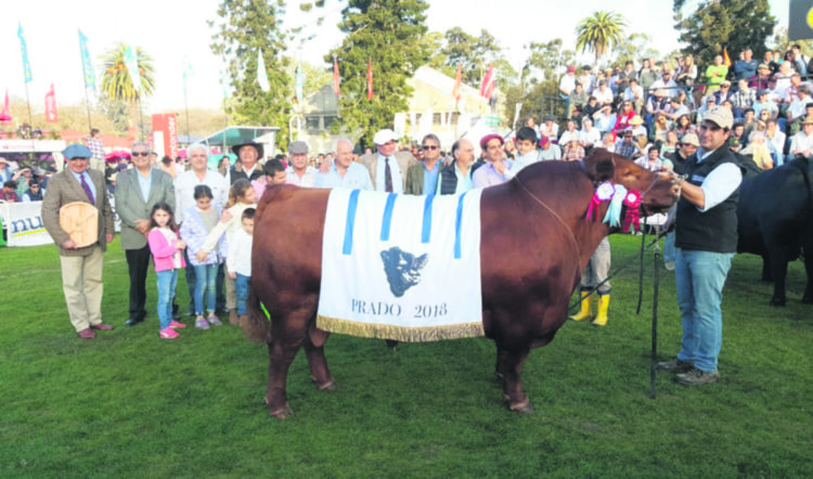 Angus es la raza mayoritaria por séptimo año consecutivo