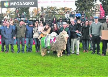 Texel se agranda en momentos que el mercado demanda carne ovina