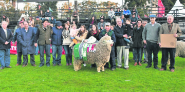 Texel se agranda en momentos que el mercado demanda carne ovina