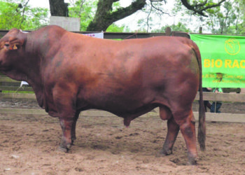 A las puertas del inicio de la zafra de reproductores Los toros en el contexto ganadero