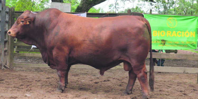 A las puertas del inicio de la zafra de reproductores Los toros en el contexto ganadero