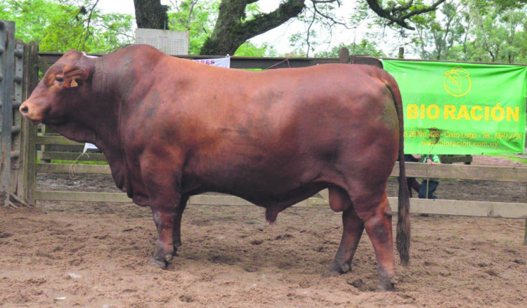 A las puertas del inicio de la zafra de reproductores Los toros en el contexto ganadero