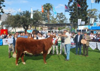 Hereford apronta su mejor genética para presentar en esta nueva muestra
