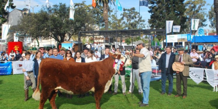 Hereford apronta su mejor genética para presentar en esta nueva muestra