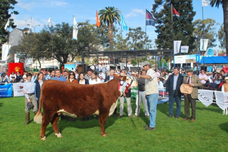 Hereford apronta su mejor genética para presentar en esta nueva muestra