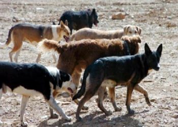 La jauría que atacó por siempre